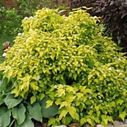 Физокарпус (Physocarpus opulifolius dart gold)