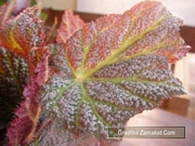 Бегония рекс (Begonia Rex)