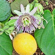 Пасифлора лигуларис сладка гранадила, семена (Passiflora ligularis Sweet Granadilla)