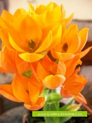 Орнитогалум (Ornithogalum Dubium)