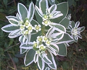 Еуфорбия, едногодишна, семена (Euphorbia marginata)