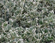 Евонимус (Euonymus emerald gaiety)