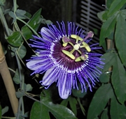 Пасифлора (Passiflora)