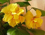 Хибискус, жълт, кичест (Hibiscus yellow)