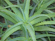 Алое Арборесценс (Aloe Arborescens)