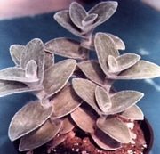 Традесканция (Tradescantia sillamontana)