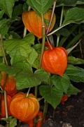 Физалис, червена мехунка (Physalis alkekengi)
