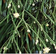 Рипсалис (Rhipsalis)