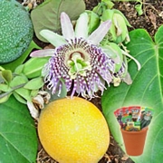 Пасифлора лигуларис - Гранадила, семена (Passiflora ligularis Sweet Granadilla)