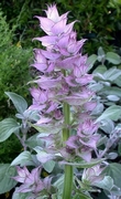 Салвия скларея (Salvia sclarea)