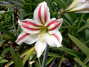 Амарилис (Amaryllis)