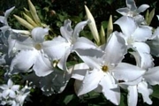Мандевила, семена (Mandevilla suaveolens Chilean Jasmine)