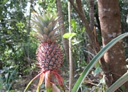 Ананас великан (Ananas)