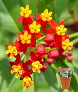 Асклепиас, семена (Asclepias)