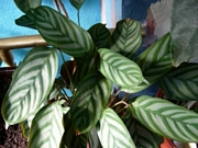 Ктенанте (Ctenanthe)