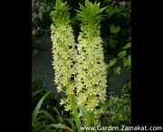 Еукомис растение (Eucomis)
