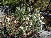 Балканска Чубрица (Satureja montana Winter Savory)