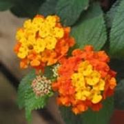 Лантана, малка (Lantana)