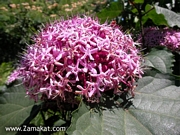 Клеродендрум, голям (Clerodendrum bungei)