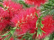 Калистемон (Callistemon Endeavor)