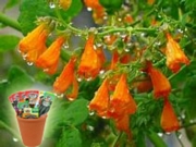 Екремокарпус, семена (Eccremocarpus scaber)