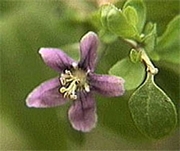 Лиций, Мерджан, Лициум, Годжи Бери (Lycium Barbarum, Lycium Chinense, Wolfberry)