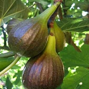 Смокиня (Ficus carica)