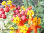 Асклепиас (Asclepias)