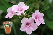 Пандорея, семена (Pandorea jasminoides)