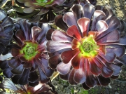 Еониум (Aeonium arboreum)