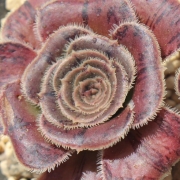 Еониум (Aeonium arboreum cv.)