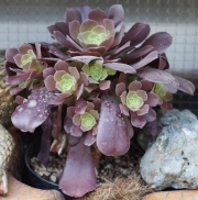 Еониум (AEONIUM BLUSHING BEAUTY)