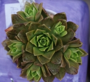 Еониум (AEONIUM BRONZE MEDAL)