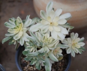 Еониум (Aeonium decorum variegata)