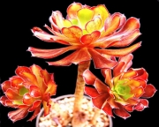 Еониум (AEONIUM GARNET)