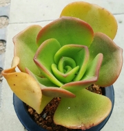 Еониум (Aeonium noble)