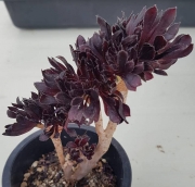 Еониум (Aeonium schwarzkopf cristata)