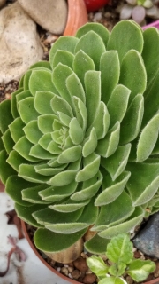 Еониум (Aeonium spathulatum x tabuliforme)
