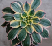 Еониум (Aeonium Sunburst)