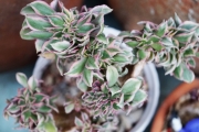 Еониум (Aeonium Sunburst cristata variegated)