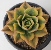 Еониум (Aeonium Sunburst variegata Aeonium Starburst variegata)