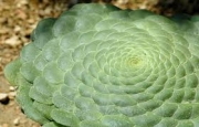 Еониум (Aeonium tabulaeforme)