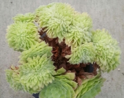 Еониум (Aeonium tabulaeforme cristata)