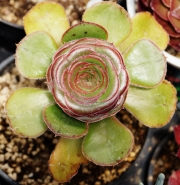 Еониум (AEONIUM UNDULATUM)
