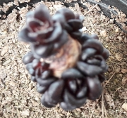 Еониум (Aeonium, 에오니옴자연군생_)