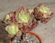 Еониум арнолди седифолиум (Aeonium arnoldii sedifolium x spathulatum RARE)