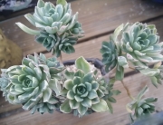 Еониум (Aeonium Castello paivae variegated suncup)