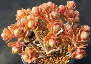 Еониум нов хибрид (Aeonium spathulatum new hybrid, 선동창, アエオニウム　Aeonium saundersii)