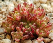 Еониум седифолиум (Aeonium sedifolius 소인제금)