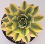 Еониум вариегата (Aeonium starburst variegated)